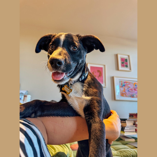 Photo of Cruffin