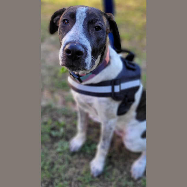 Photo of Clumsy Smurf