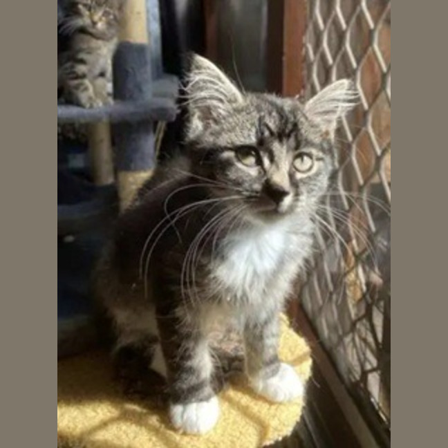 Photo of Jinx