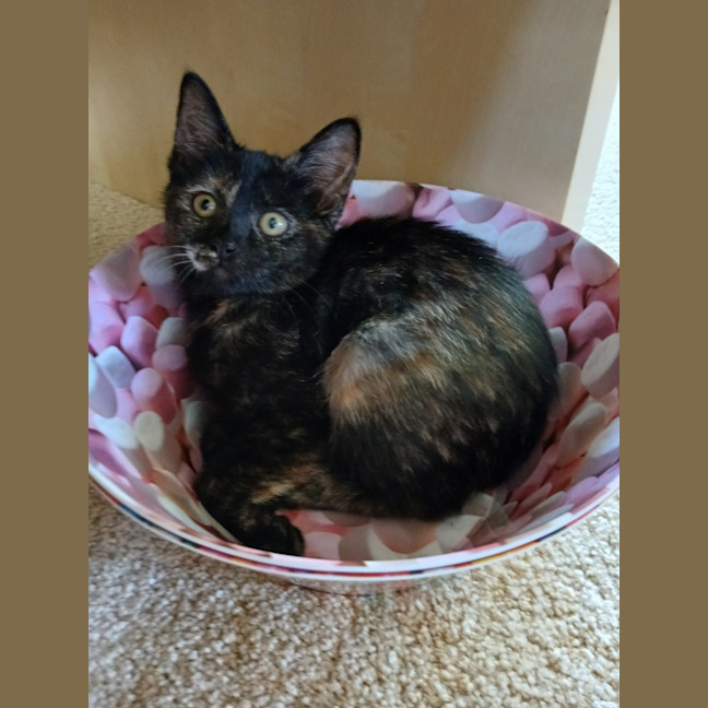 Photo of Callie