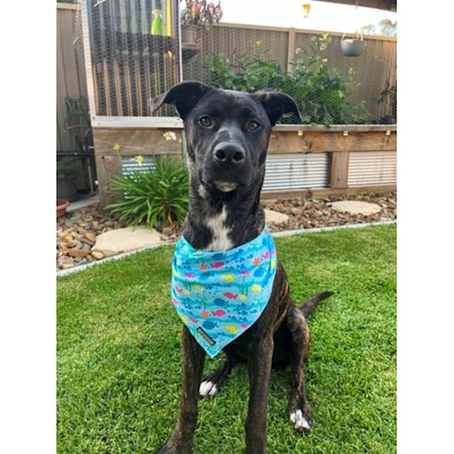 Photo of Tyson *$250 Adoption Fee*