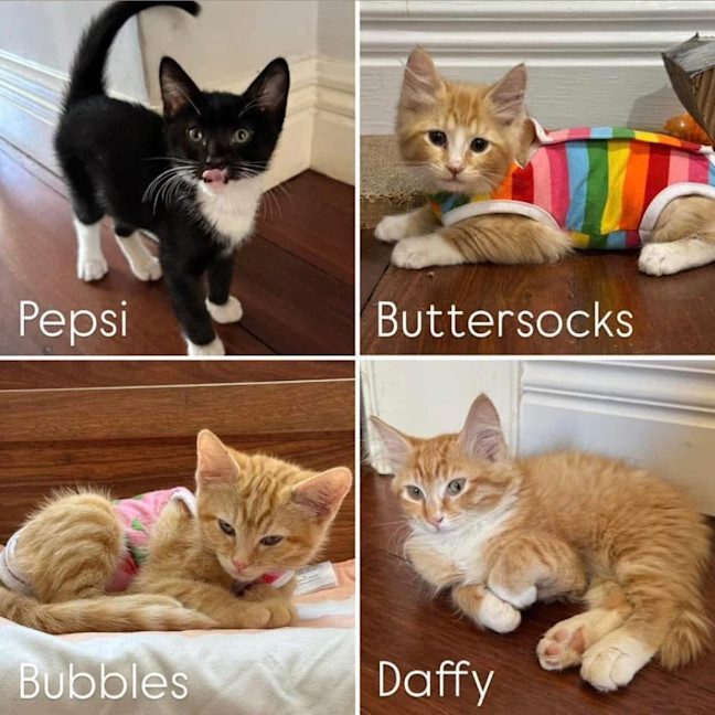 Photo of 11500/1/2/5   Daffy, Bubbles, Buttersocks & Pepsi