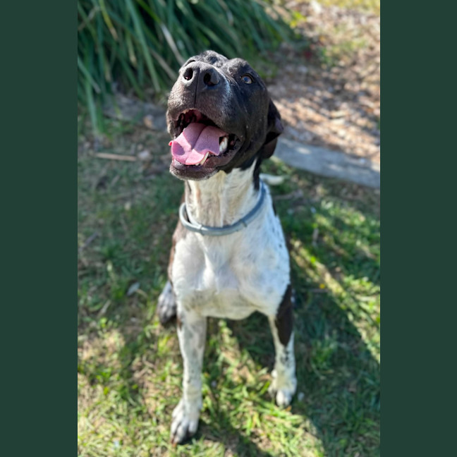 Photo of Maverick