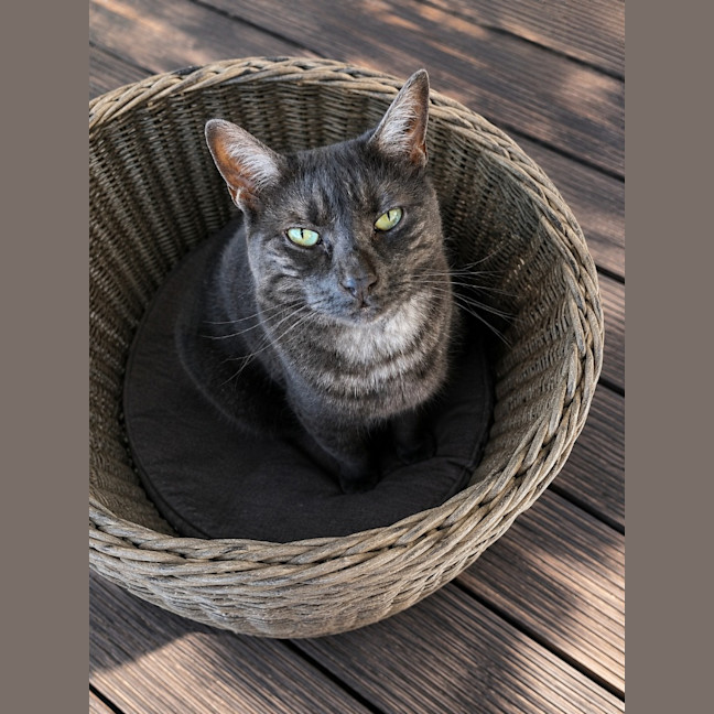 Photo of Cosmo