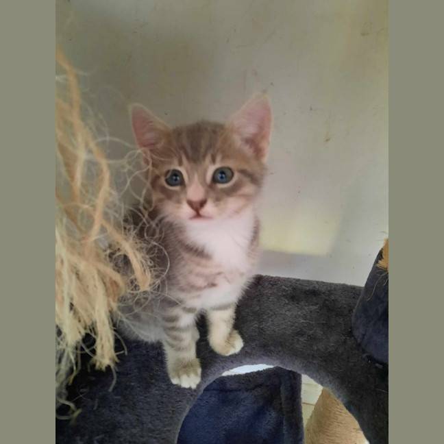 Photo of Rambo
