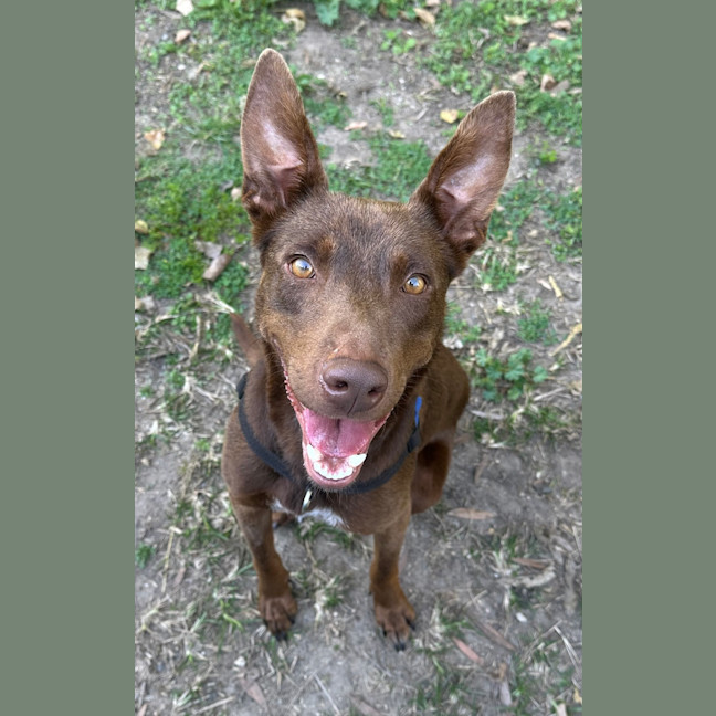 Photo of Ollie
