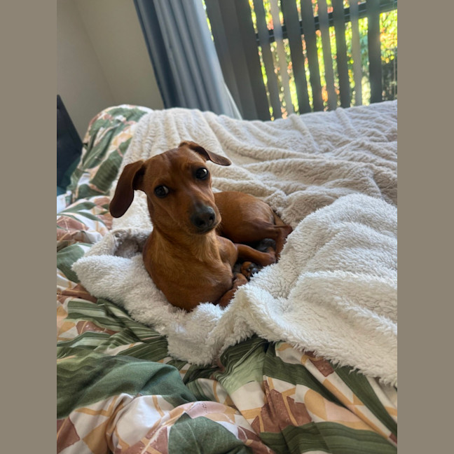 Photo of Daisy