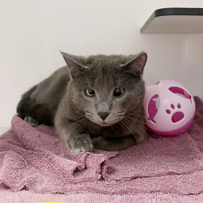 Photo of Earl & Grey