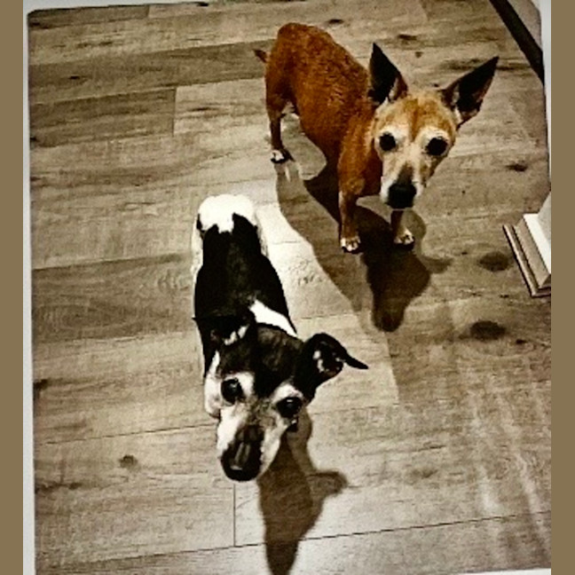 Photo of Chester & Mia 