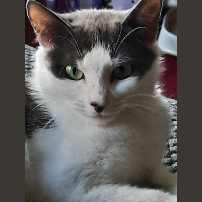 Photo of Snickers