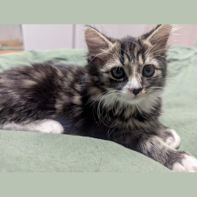 Photo of Evie & Leo   9 Week Old Domestic Short Hair