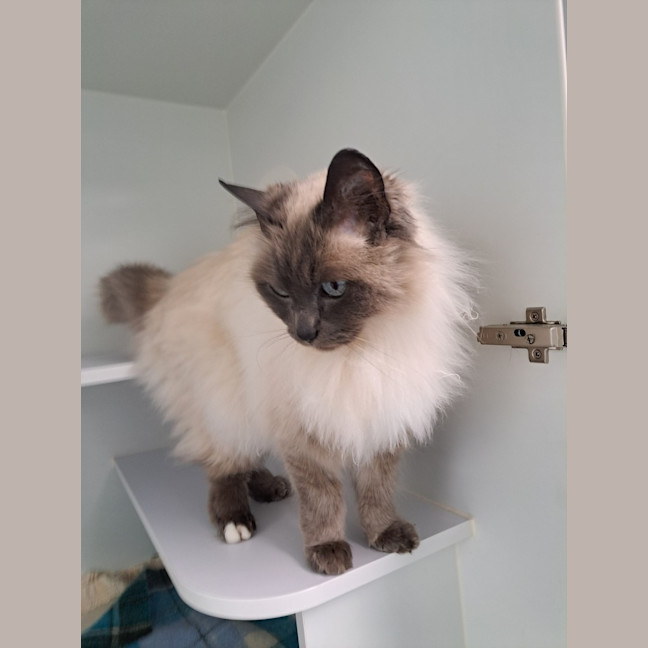 Photo of Twitch