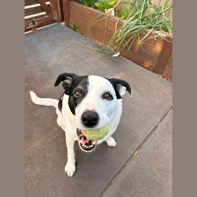 Photo of Sadie