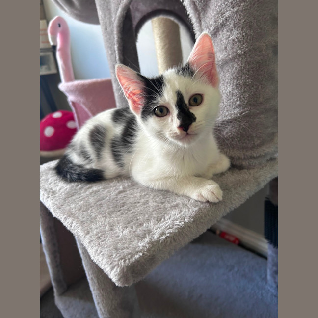 Photo of Skittles And Parkway 😸