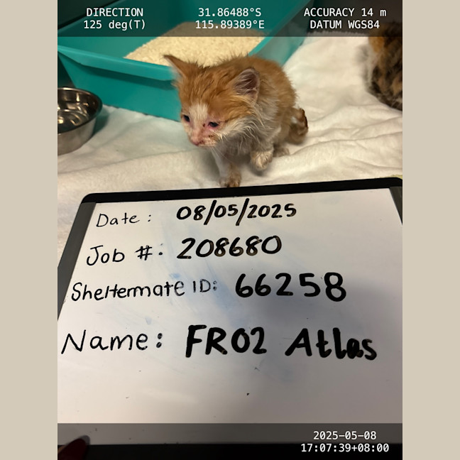 Photo of Atlas