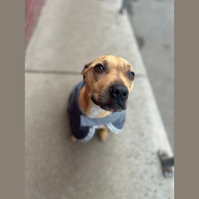 Photo of Honey
