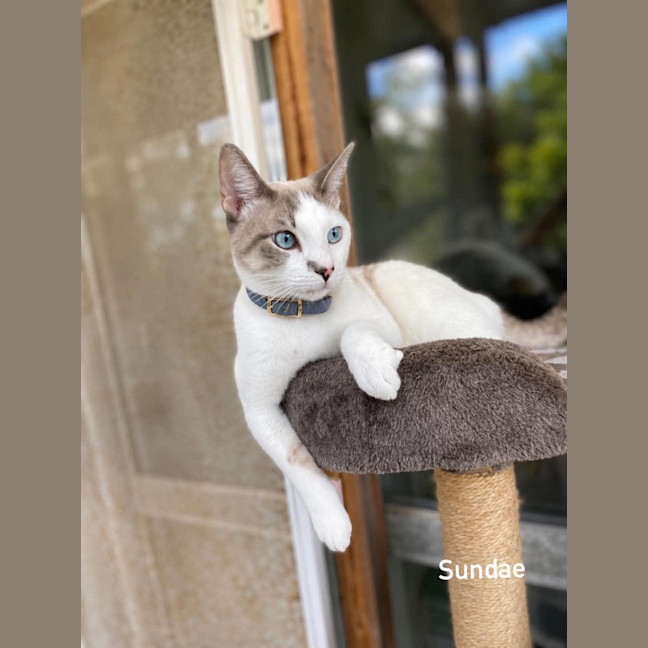Photo of Sundae