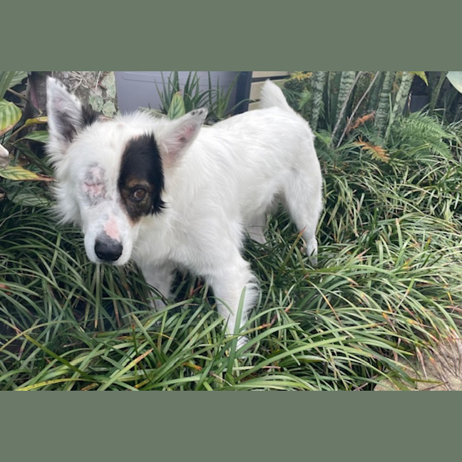 Photo of Phantom *$350 Adoption Fee* 