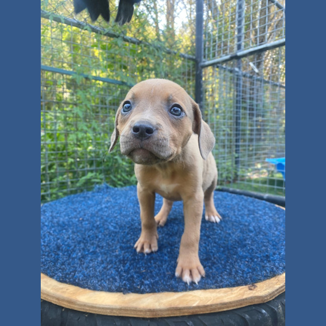 Photo of D1200 Willamina