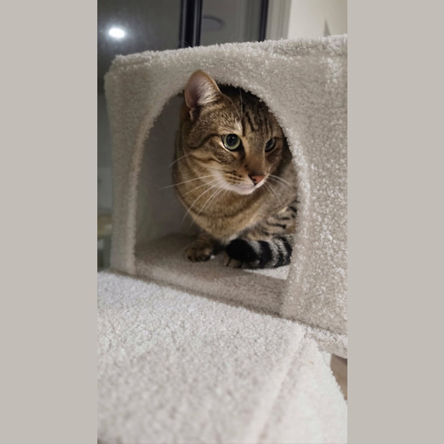 Photo of Granger (Mila)