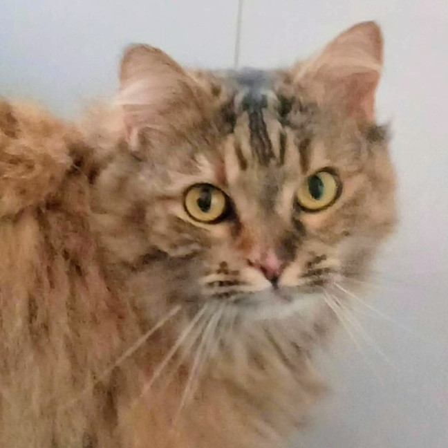 Photo of Elsa