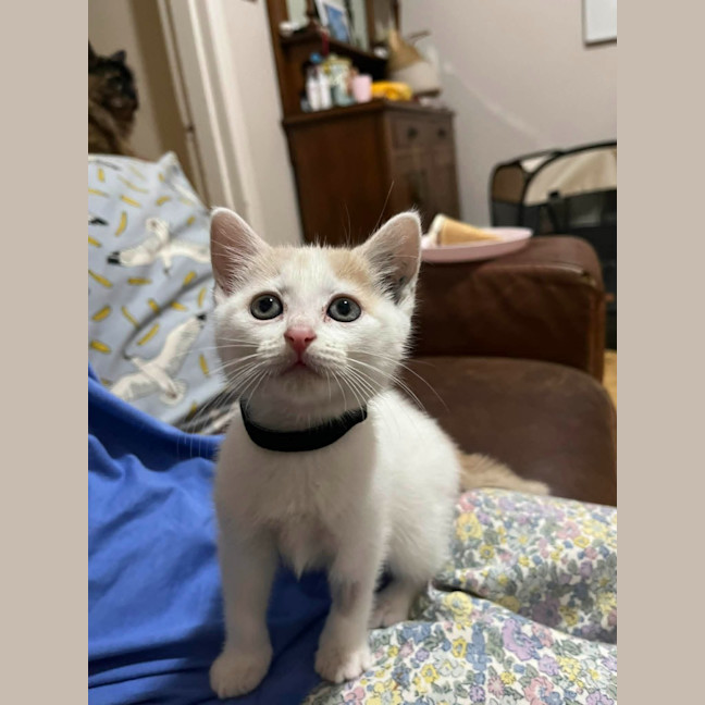 Photo of Clover