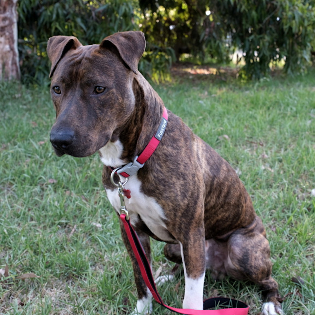 Photo of Duke 