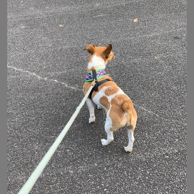 Photo of Luna