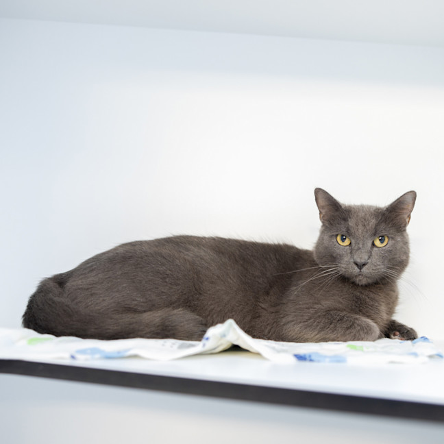 Photo of Woolly