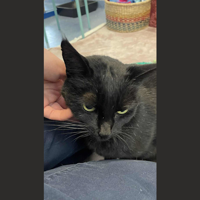 Photo of Tuppence