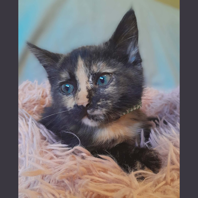 Photo of Cosmo, Stormy, Sable And Kalla