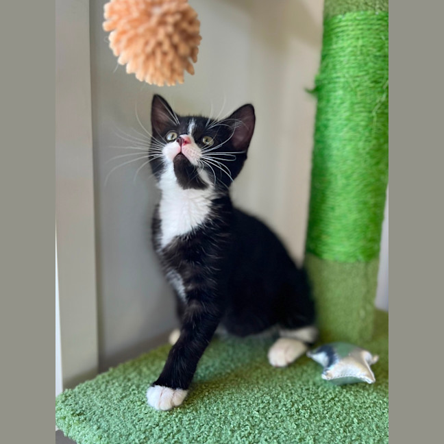 Photo of 🖤 Jimi 🖤