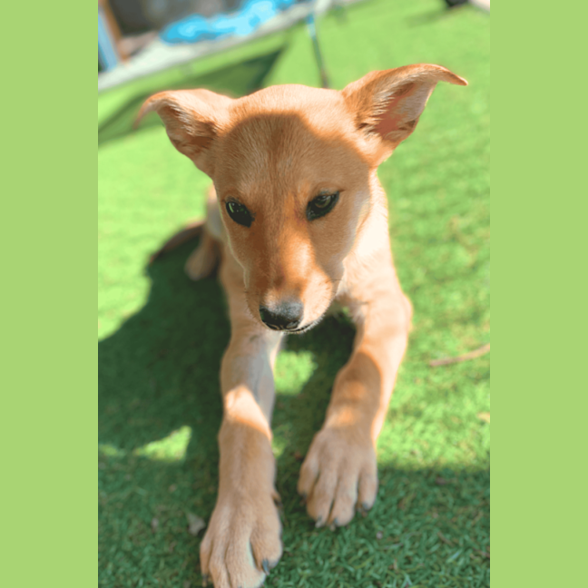 Photo of Rusty