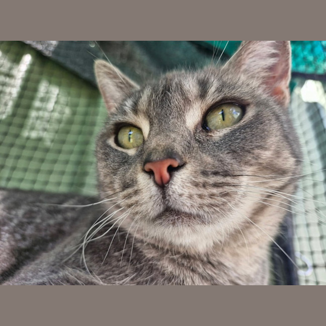 Photo of Sarabi