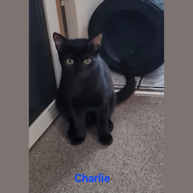 Photo of Charlie 