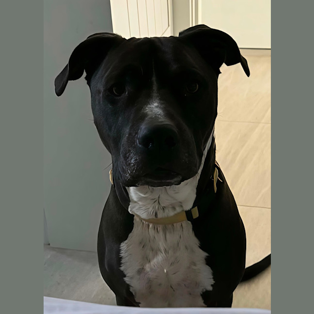 Photo of Charlie   6 Year Old Staffy X Great Dane 