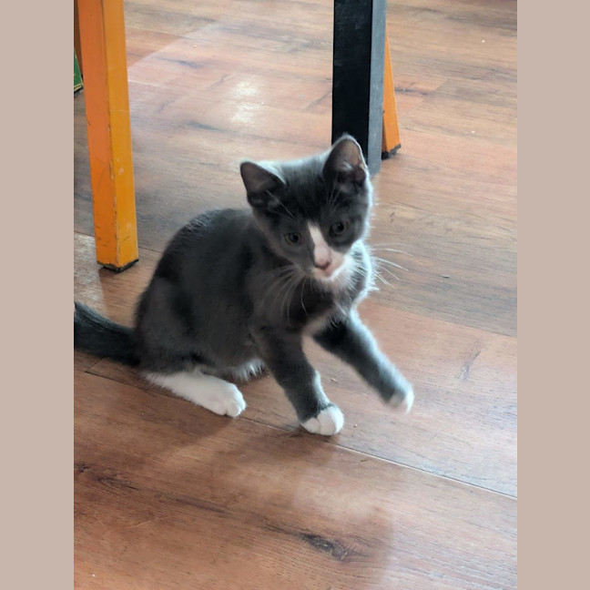 Photo of Teddy