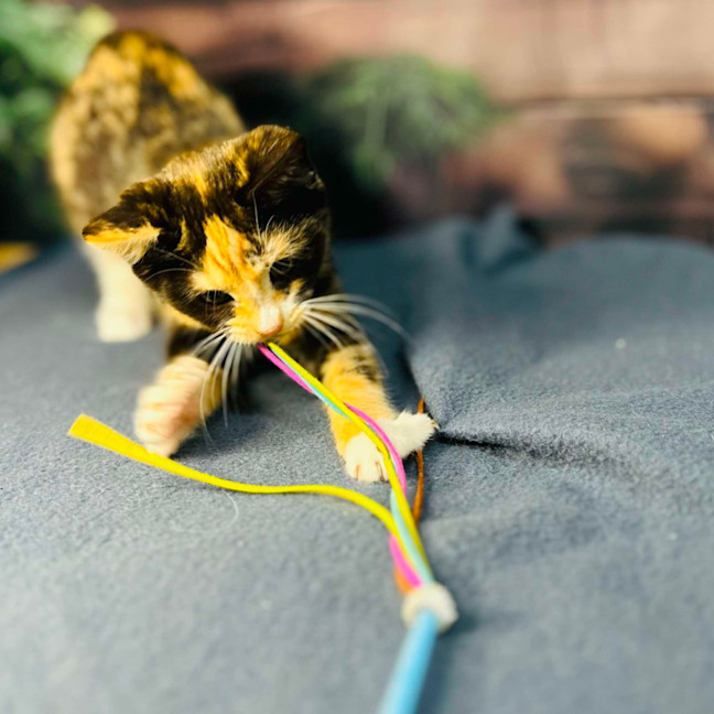 Photo of Aurora   Located In Wallan