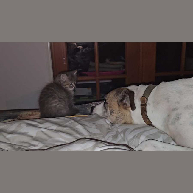 Photo of Lady Grey
