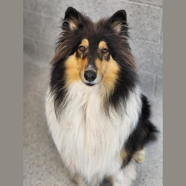 Photo of Odin
