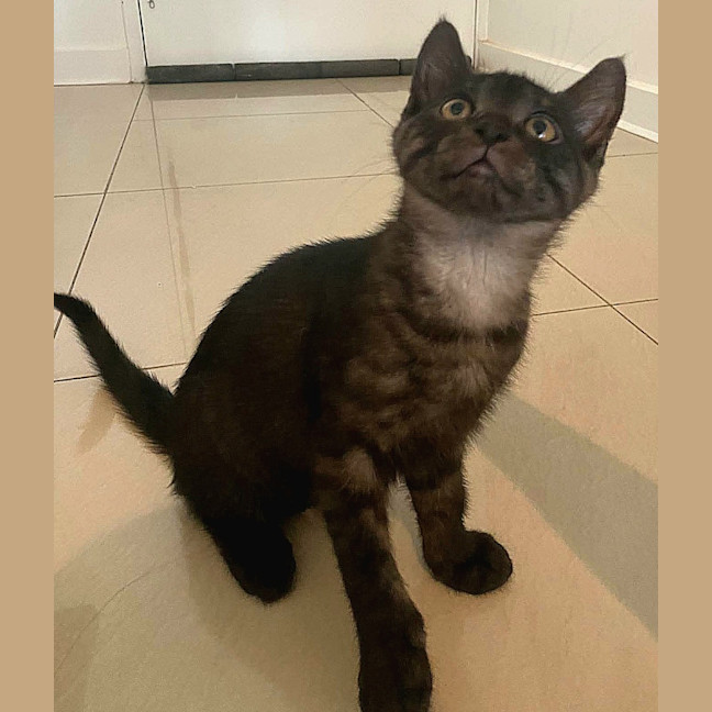 Photo of Ringo 