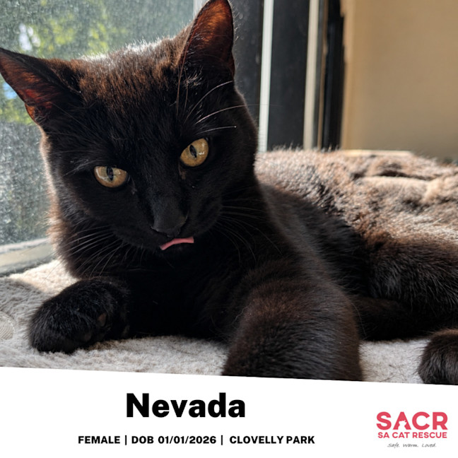 Photo of Nevada