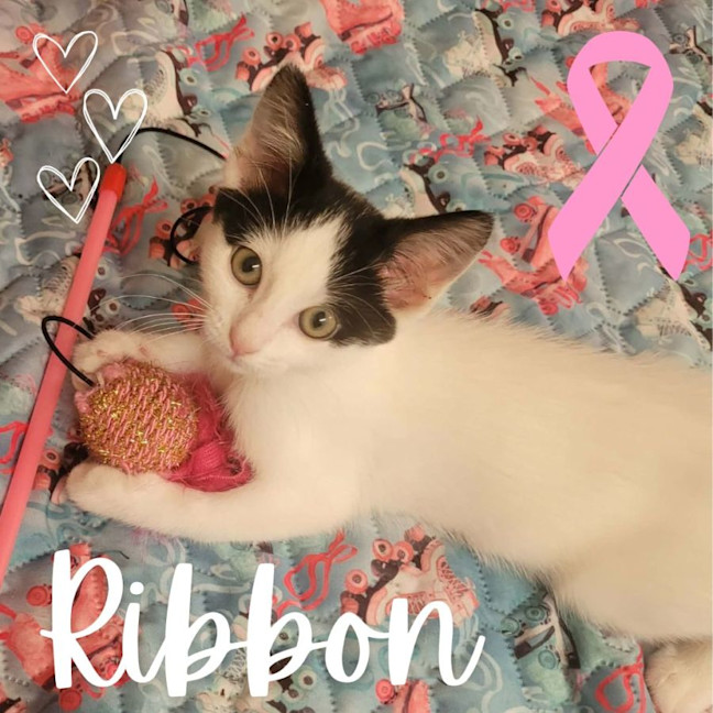 Photo of 🎀 Ribbon 🎀