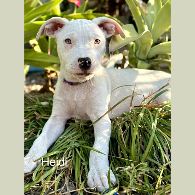 Photo of Heidi