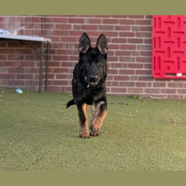 Photo of Arlo