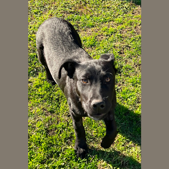 Photo of Prince Harry   5 Month Old Kelpie X