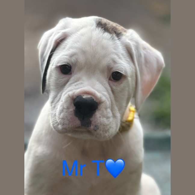 Photo of Indu Litter