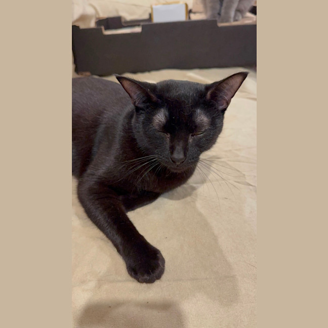 Photo of Nova