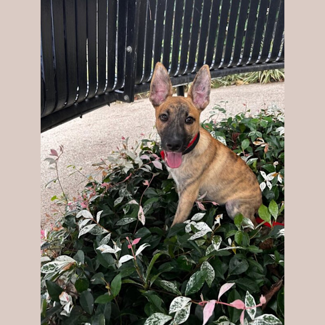 Photo of Pip
