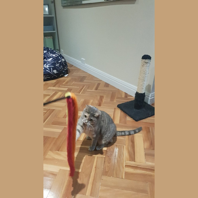 Photo of Sage